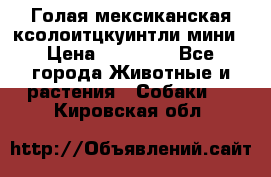 Голая мексиканская ксолоитцкуинтли мини › Цена ­ 20 000 - Все города Животные и растения » Собаки   . Кировская обл.